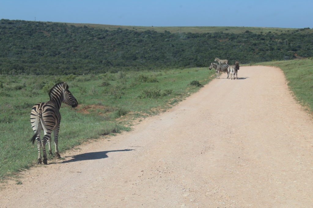 Addo Park Port Elizabeth